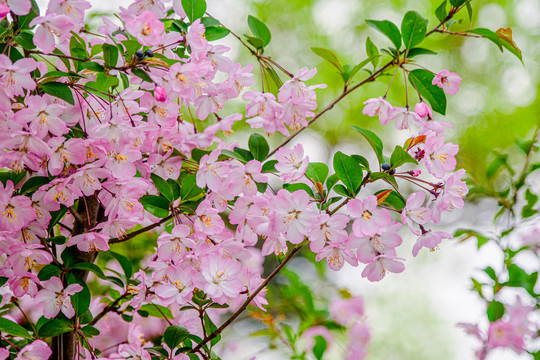 樱花枝头