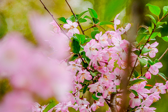 南京樱花