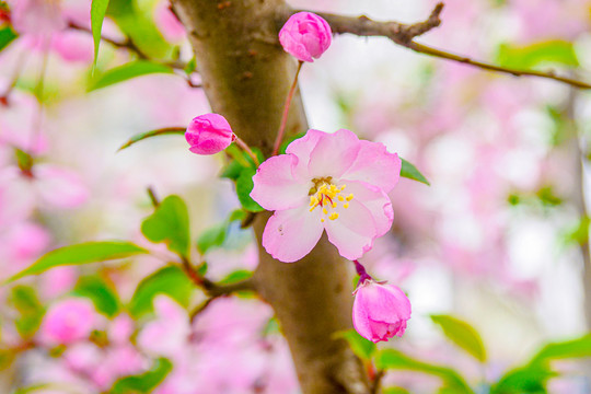 樱花花苞