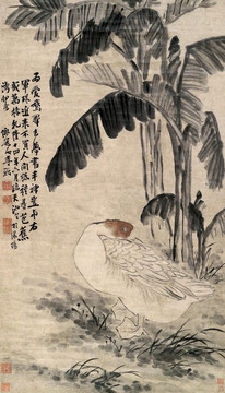 李鳝蕉荫睡鹅图