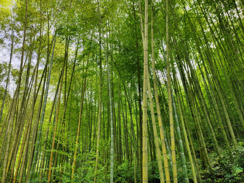竹林