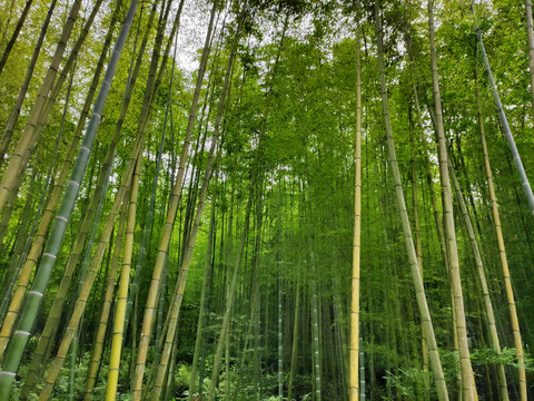 竹林