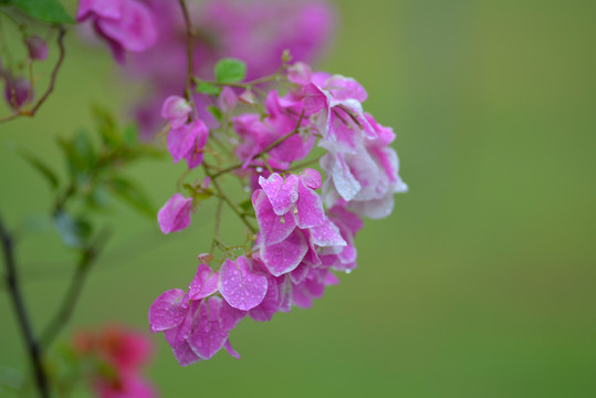 雨后三角梅