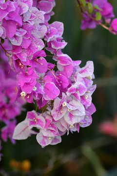 淡紫红宝巾花