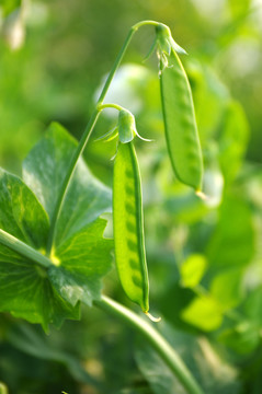 豌豆荚