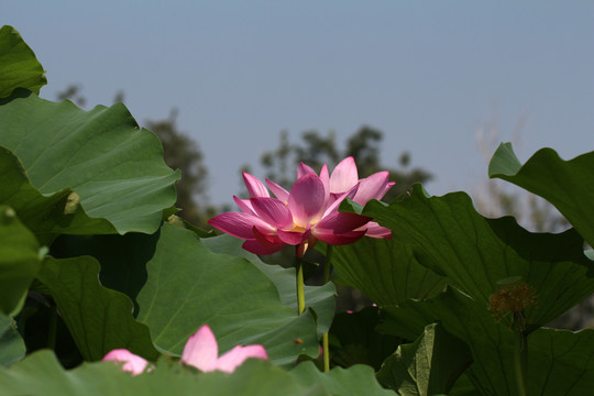 荷花