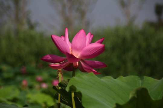 荷花