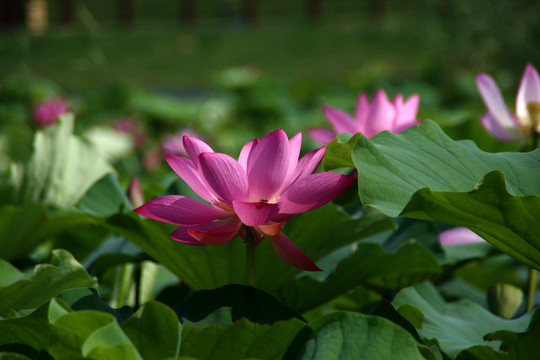 荷花