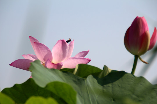 荷花