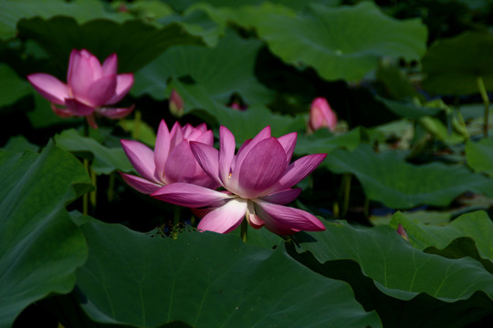 荷花