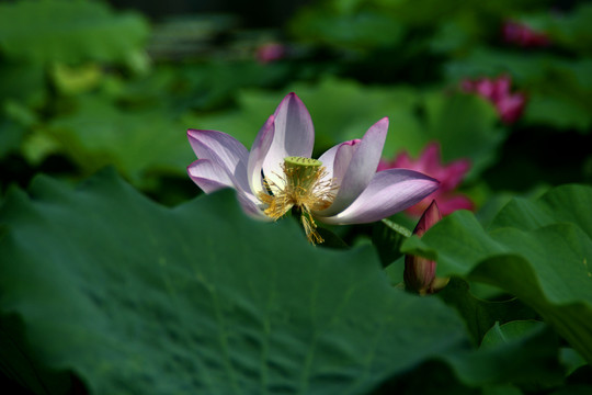 荷花