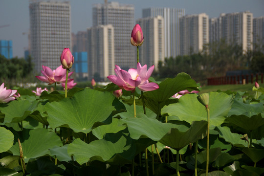 荷花