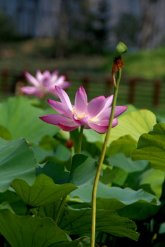 荷花