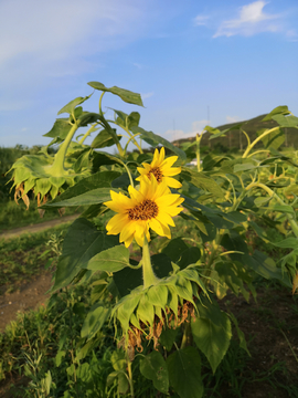 太阳花