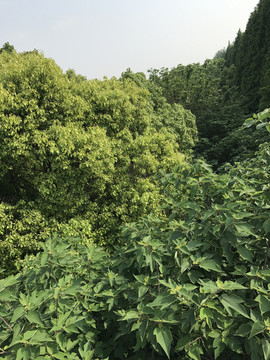 森林