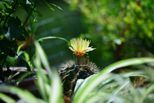 仙人球花