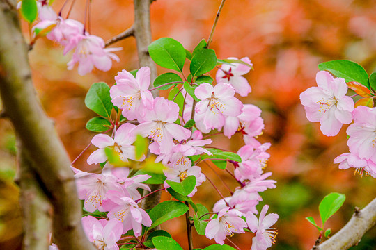 樱花特写