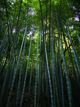 栖霞岭古道