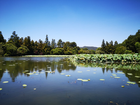 夏日西湖