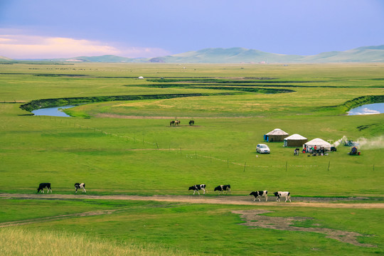 草原傍晚蒙古包牛群