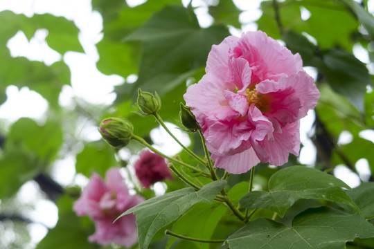 成都市花木芙蓉