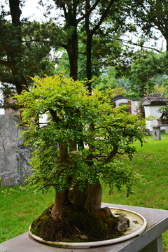 园林盆景