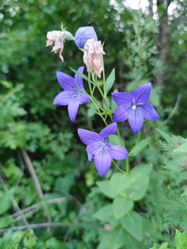 沙参花