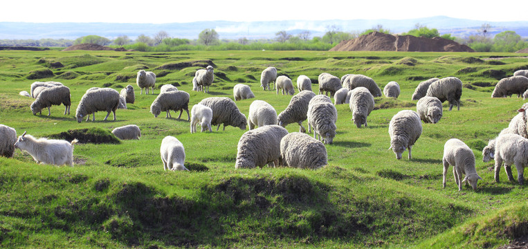山羊绵羊羊群草原牧场生态养殖业