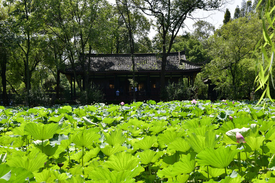 桂湖风光