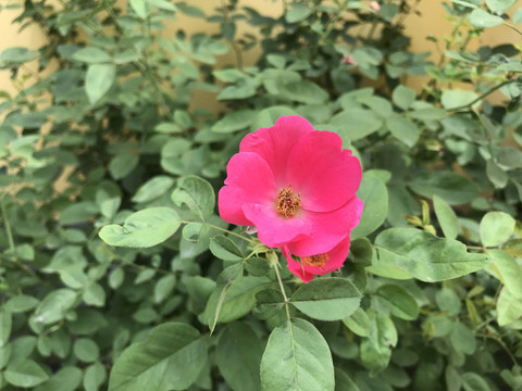 月季花