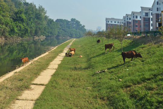 黄牛在大堤上吃草