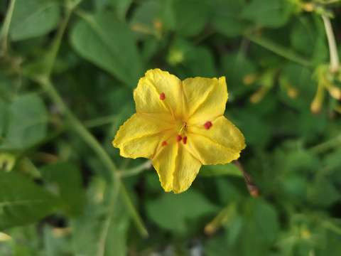 黄色胭脂花特写