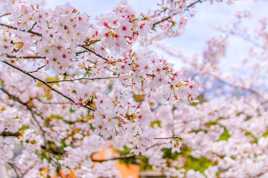 樱花节