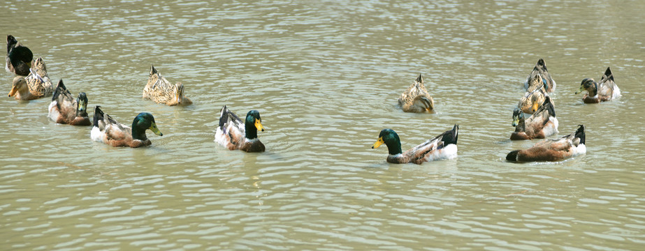 乡村农家池塘喂养的鸭子