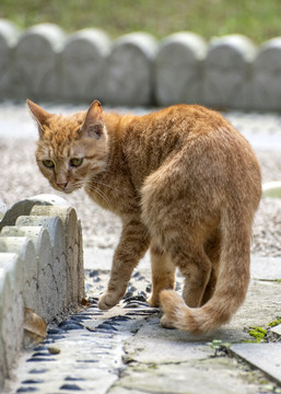 街头流浪猫