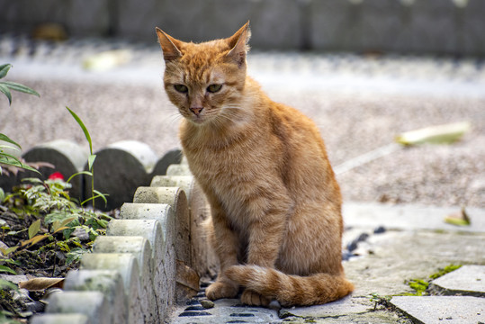 无家可归的小黄猫