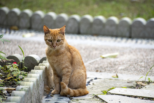 街头流浪的小野猫