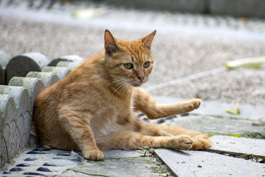 街头小野猫