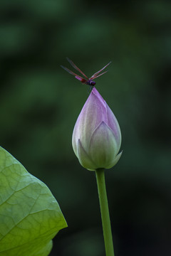 荷花红蜻蜓