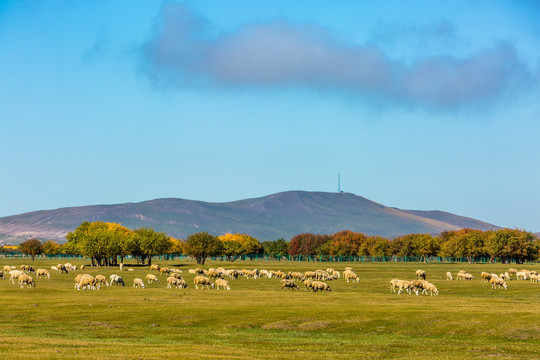 秋季草原羊群多彩森林