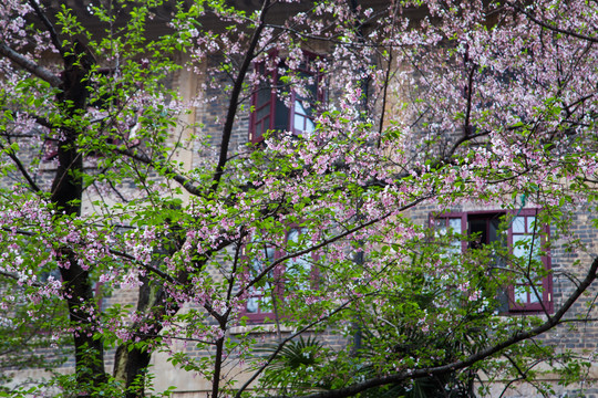 武汉大学樱花