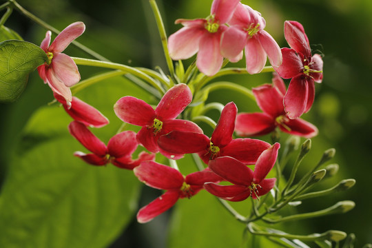 花卉