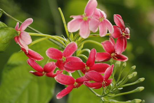 花卉