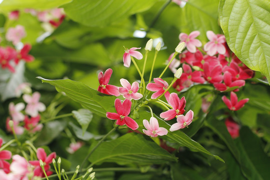 花艺