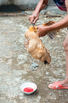 农村杀鸡过程