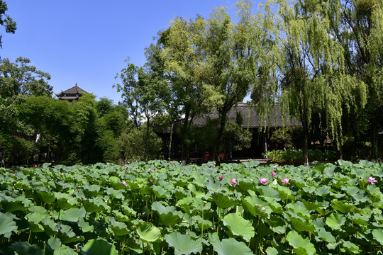 新都桂湖