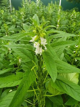 开花的芝麻