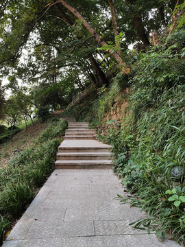 公园绿植与石台阶