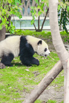 大熊猫