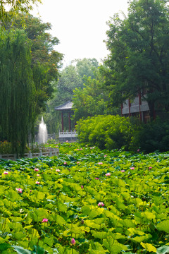 夏日公园风景